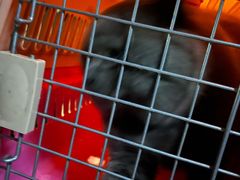 -瑞鹏宠物医院·猫科·宠保定点(梅溪湖分院)