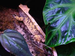 -酷以爬仙阁实体爬宠店·守宫·蜥蜴·专业繁育