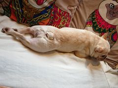 -more than meow吴止猫主题餐厅(承德 中船汇店)