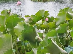 -金银湖国家城市湿地公园