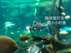 -珠海长隆海洋王国