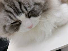 -喵的天空名猫咖啡馆·撸猫·猫舍·用品