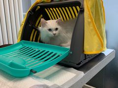-纳吉亚猫专科动物诊疗中心(蒋宅口分院)