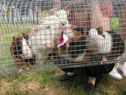 -萌宠亲子动物乐园(槐房万达店)