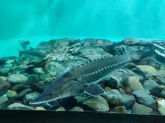 -太平洋海底世界