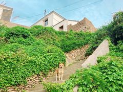 -枸杞岛