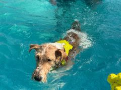 -爪吧宠物乐园 (温榆河示范区店)