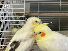 -吉丁鸟咖·异宠·寄养