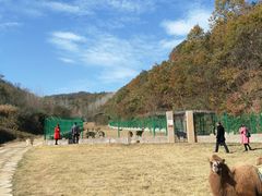 -千年银杏谷文化旅游区