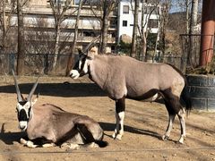 -大连森林动物园