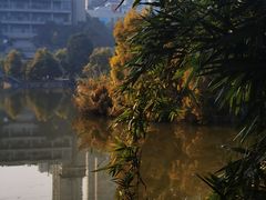 -张坝桂圆林公园