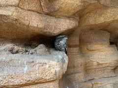 -新加坡飞禽公园