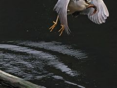-重庆彩云湖湿地公园