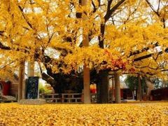 -浮来山风景区
