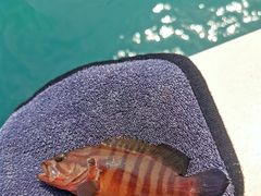 -小猫钓鱼海钓俱乐部(椰梦长廊店)