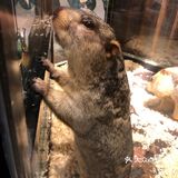 和小动物互动起来