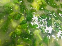 -南关小碗牛肉汤(学子街店)