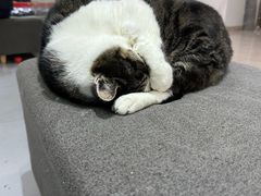 -派特宠物医院(圆融广场店)