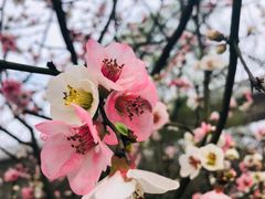 -秀丽东方