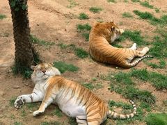 -西霞口神雕山野生动物世界