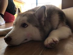 -Husky Go! 哈士奇体验馆·宠物咖啡厅狗咖