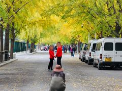 -三里屯东五街银杏大道