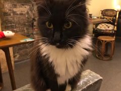 -猫色咖啡·猫咖