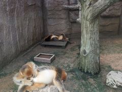 -西霞口神雕山野生动物世界