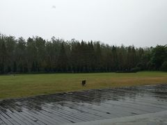 -合肥滨湖国家森林公园