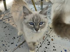 -喵喵咪呀布偶猫咖(春熙路店)