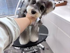 -帕帕拉兹宠物(亚洲旗舰店)