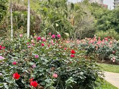 -人民公园(罗湖区)