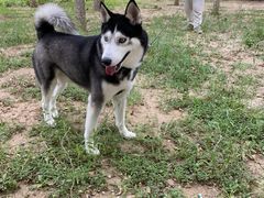 -北京恒爱动物医院(清景园分院)