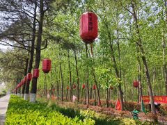 -合肥滨湖国家森林公园