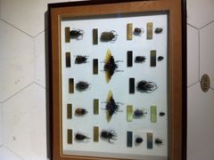 上海昆虫博物馆-上海昆虫博物馆