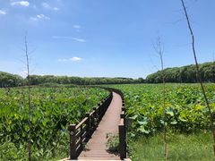 -洪湖生态旅游区