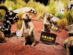 -陕西自然博物馆