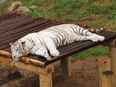 -石家庄市动物园