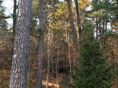 -五营红松林海景区