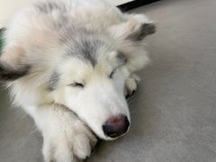 -Husky Go! 哈士奇体验馆·宠物咖啡厅狗咖