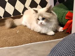 -大型宠物商超·宠海王国·宠物猫狗活体·用品·美容(新世界百货重庆店)