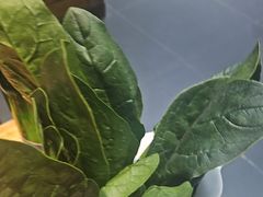 -草原塞蛮羊火锅城(港湾店)