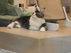 -猫域·湾主题猫咖·宠物吧(南坪城市广场店)