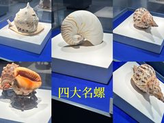 -贝壳王国博物馆