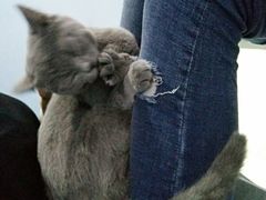 -喵的天空名猫咖啡馆·撸猫·猫舍·用品