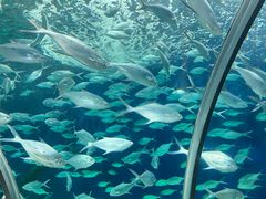 -上海海洋水族馆