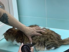 -猫宠乐园·专业洗护