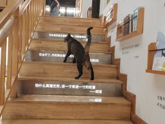 -猫的天空之城概念书店(杭州南宋御街店)