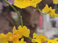 -石家庄市植物园