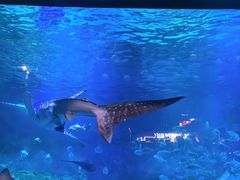 -烟台海昌鲸鲨海洋公园